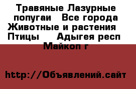 Травяные Лазурные попугаи - Все города Животные и растения » Птицы   . Адыгея респ.,Майкоп г.